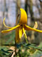 Erythronium s0010